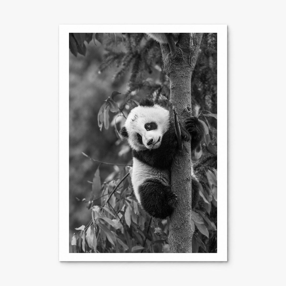 Panda Bear Photo No 2 Poster, print only (unframed), white border