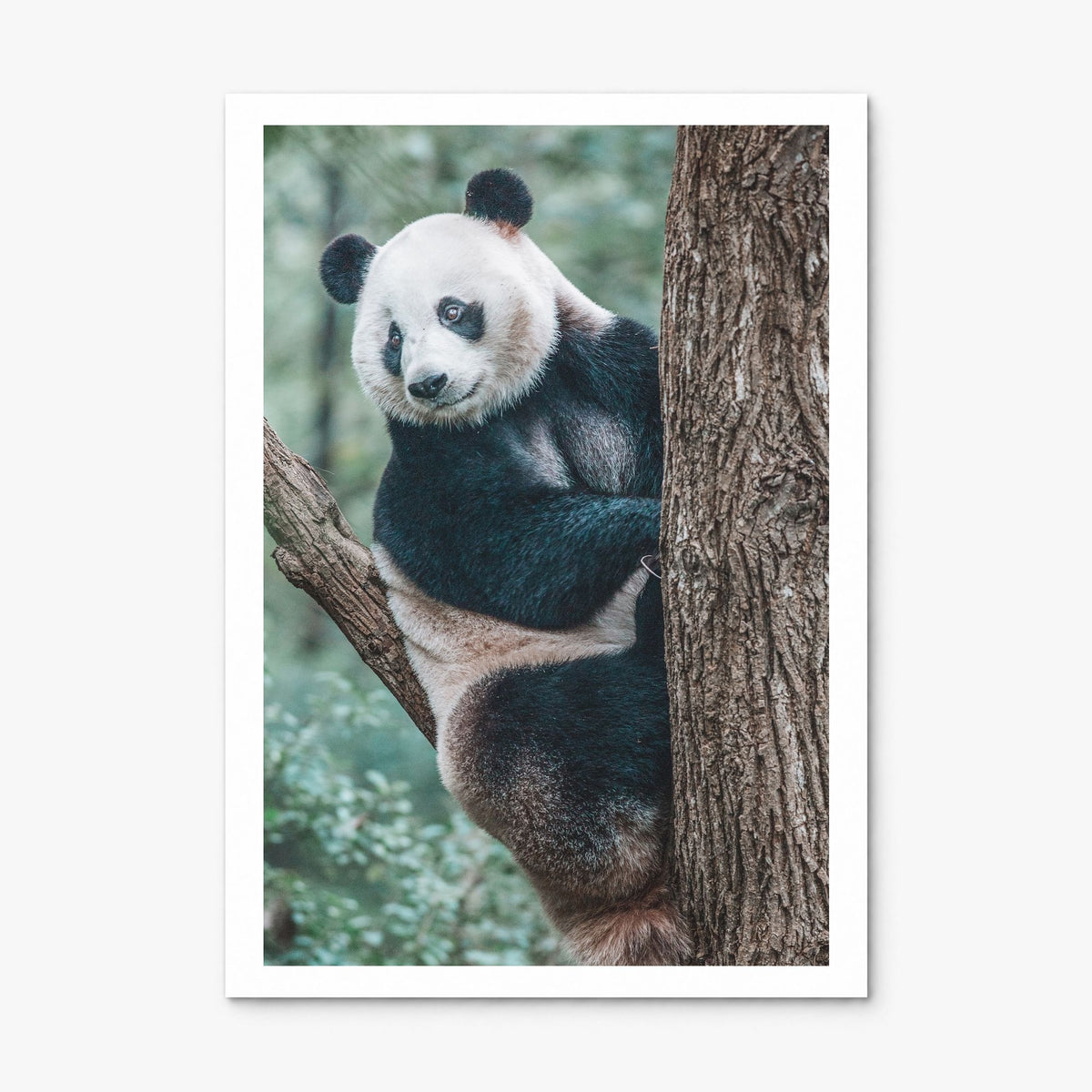 Panda Bear Photo Poster, print only (unframed), white border