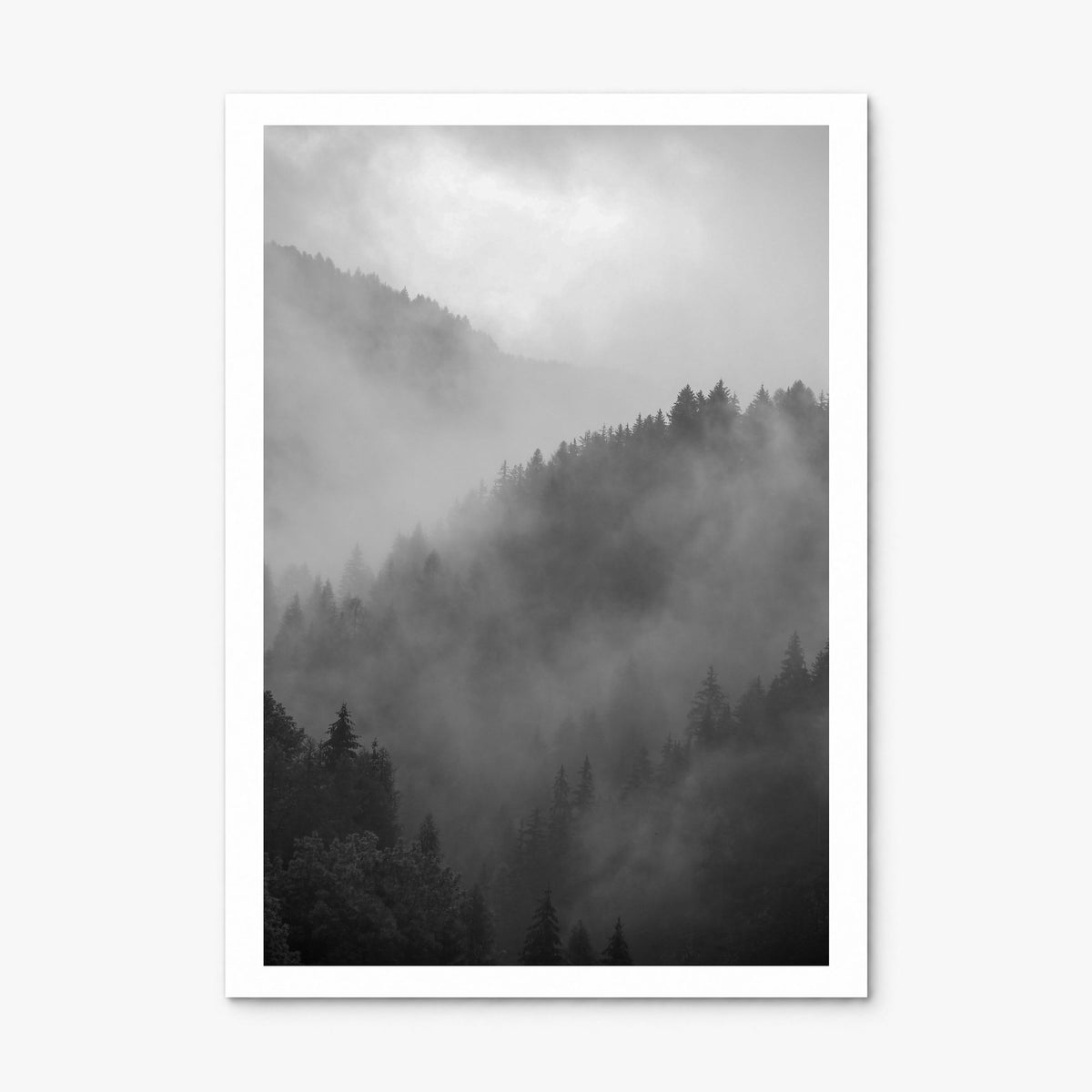 Pine Tree Forest Photo No 1 Poster, print only (unframed), white border