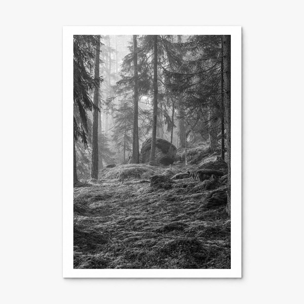 Pine Tree Forest Photo No 2 Poster, print only (unframed), white border