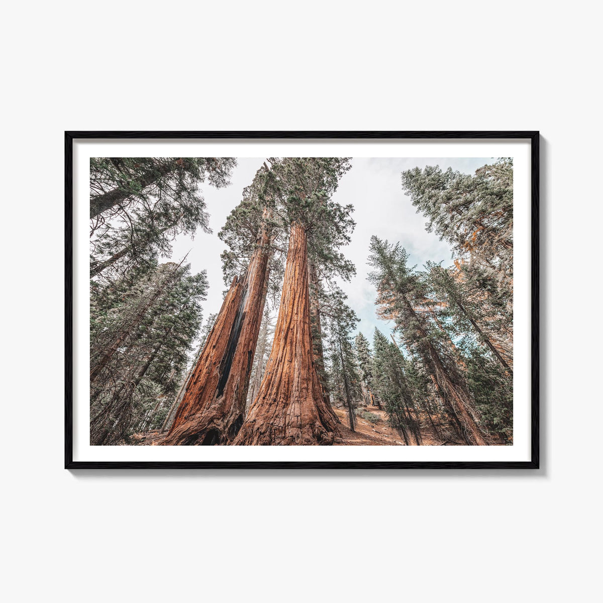 Redwood National Park colorful photo poster of California, USA – horizontal wall art, unframed print shown in interior mockup