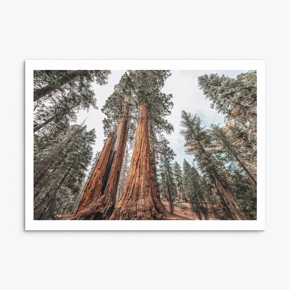Redwood National Park Photo Poster, print only (unframed), white border