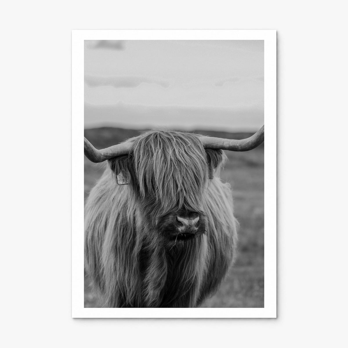 Highland Cow Photo No 2 Poster, print only (unframed), white border