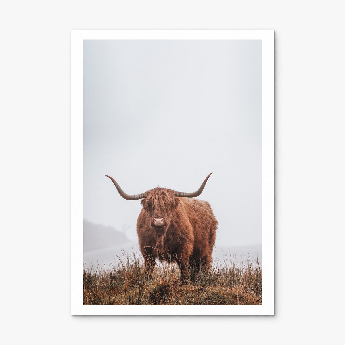 Highland Cow Photo No 1 Poster, print only (unframed), white border