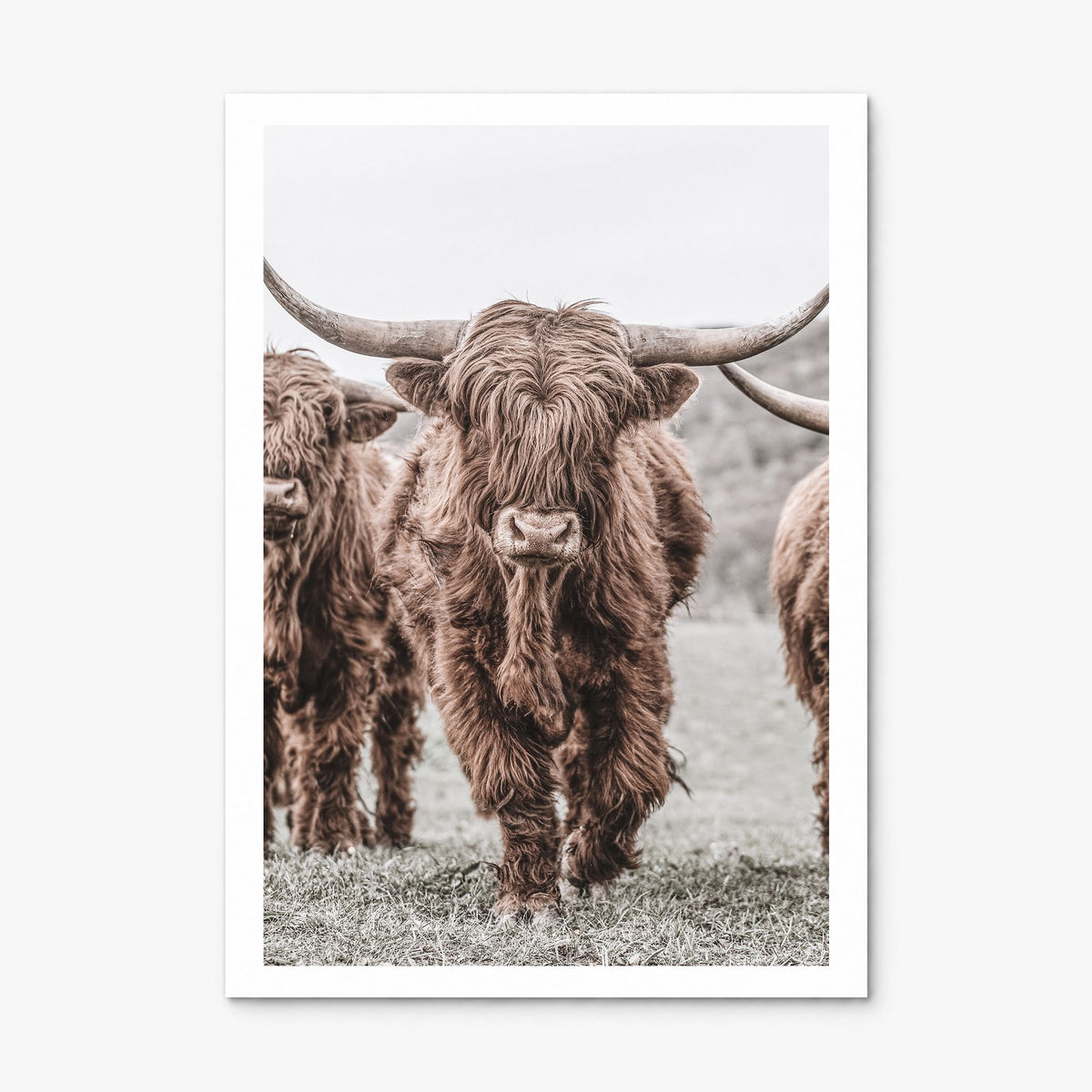 Highland Cow Photo No 2 Poster, print only (unframed), white border