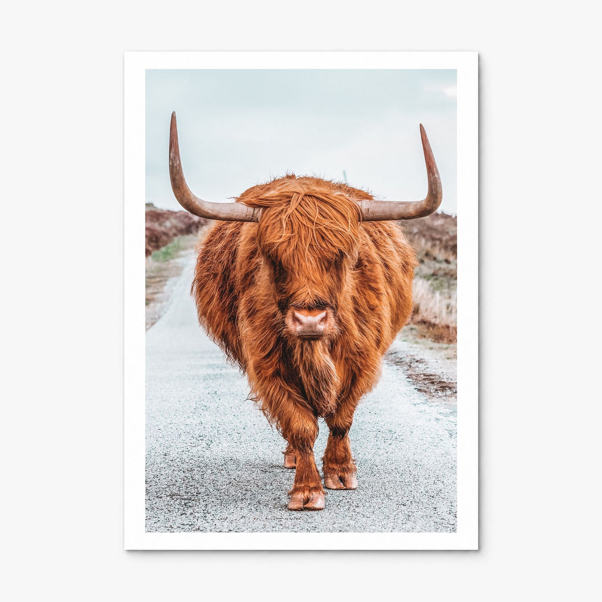 Highland Cow Photo No 3 Poster, print only (unframed), white border