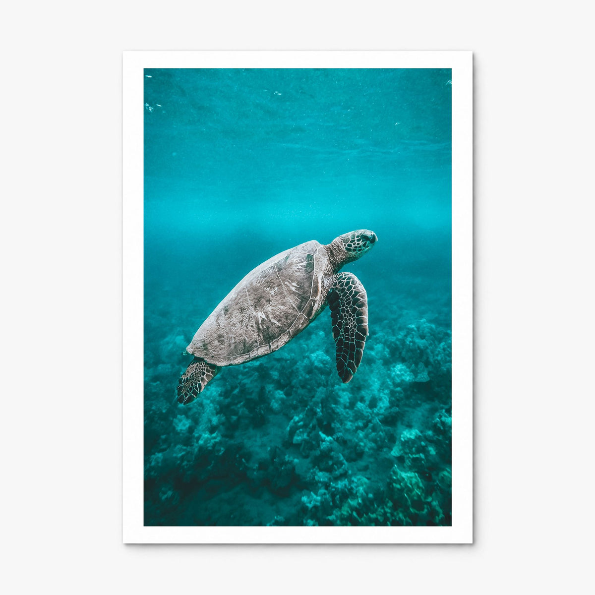 Sea Turtle Photo No 2 Poster, print only (unframed), white border