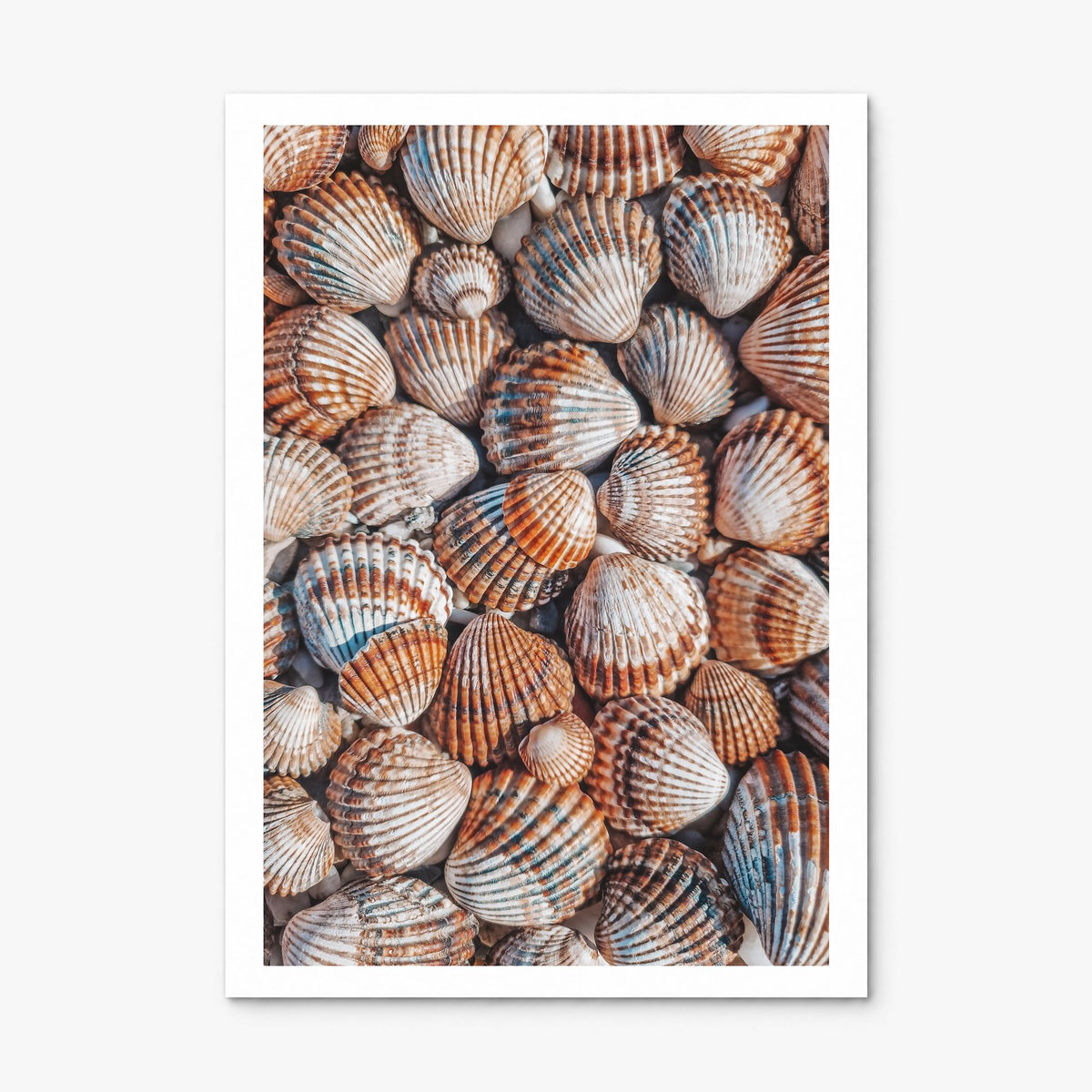 Seashells Photo Poster, print only (unframed), white border