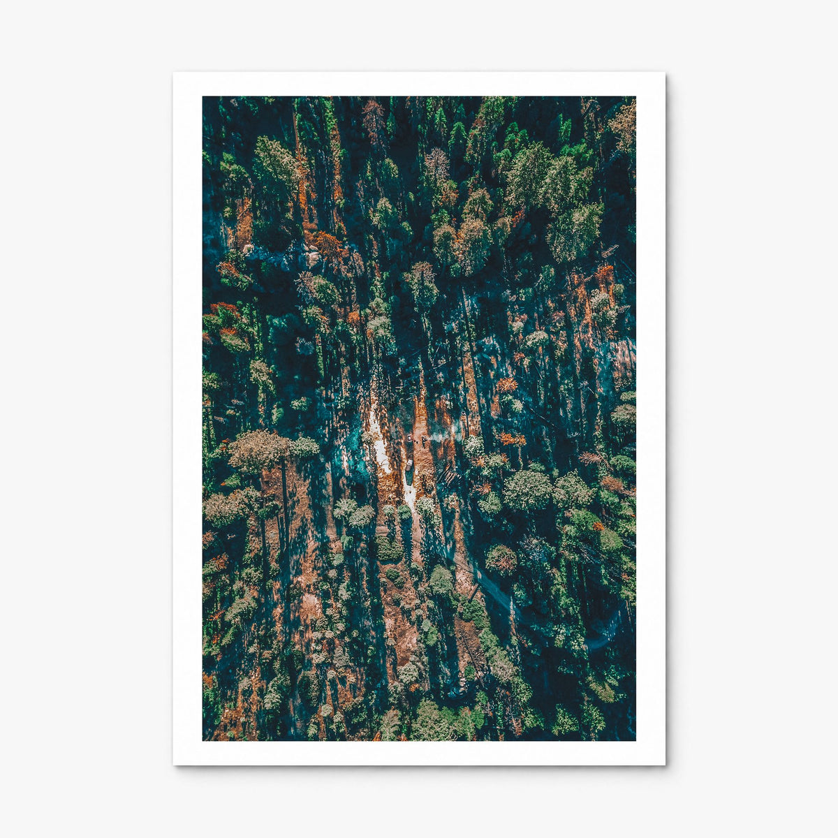 Sequoia National Park Photo Poster, print only (unframed), white border