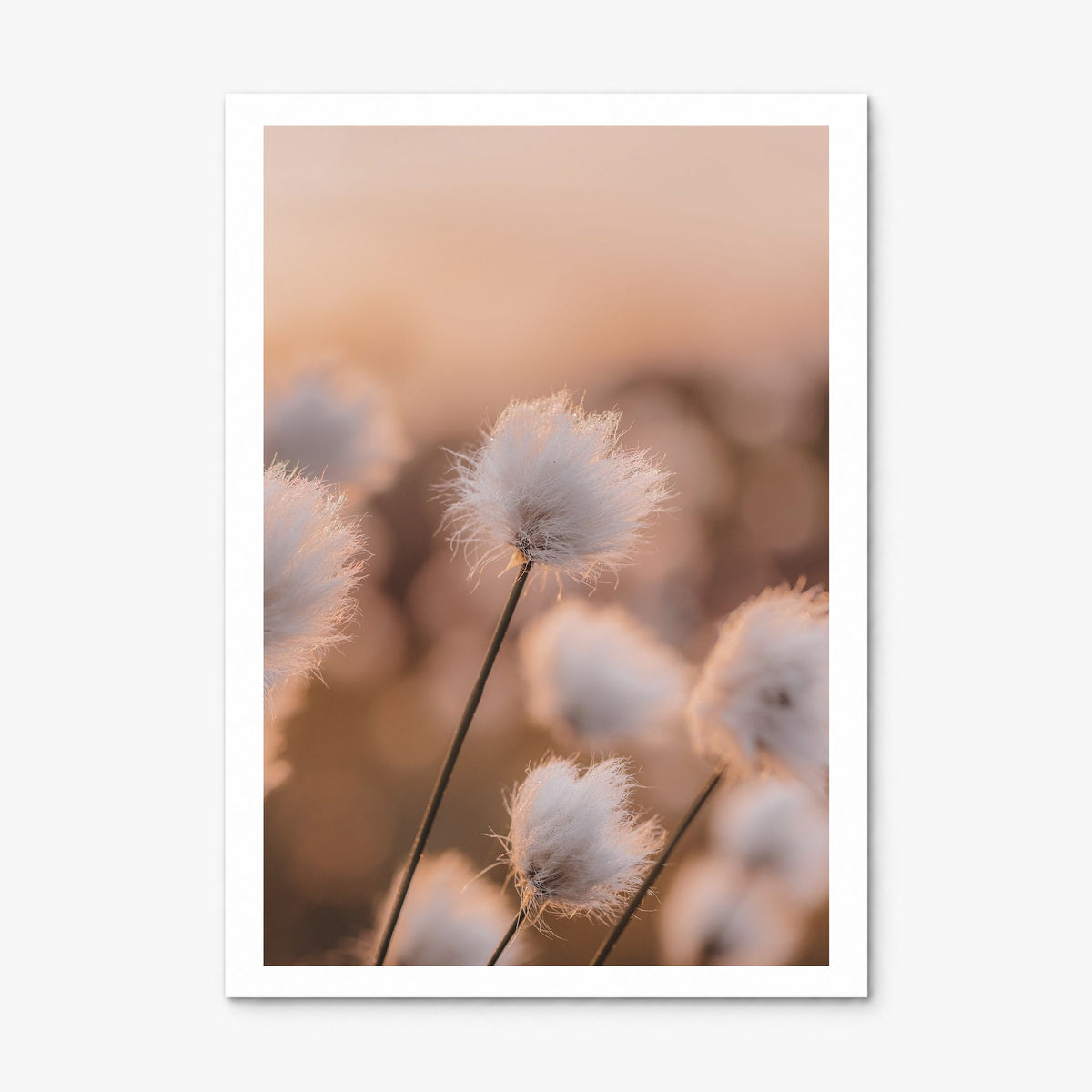 Swamp Flowers Photo Poster, print only (unframed), white border