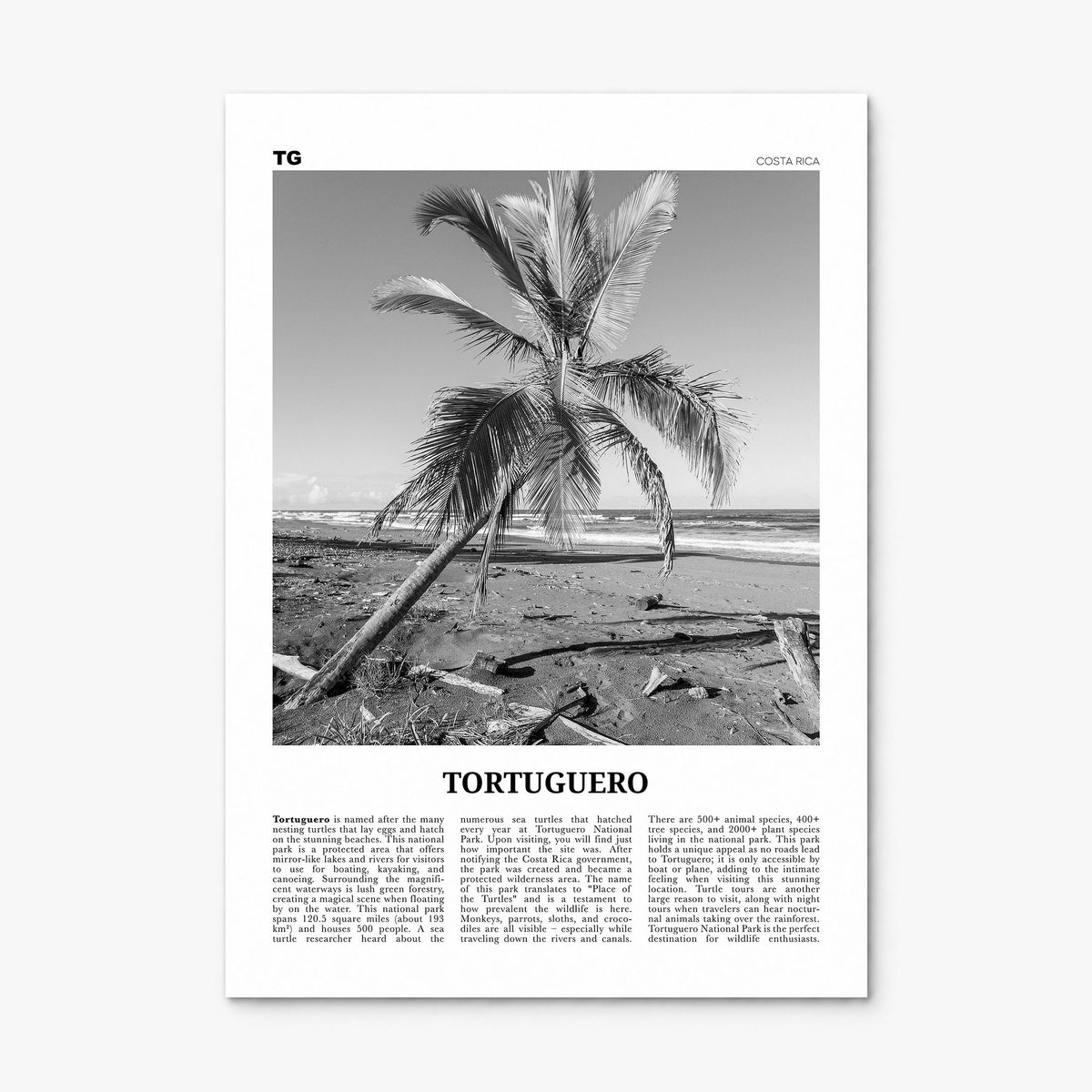 Tortuguero Newspaper Poster, print only (unframed)