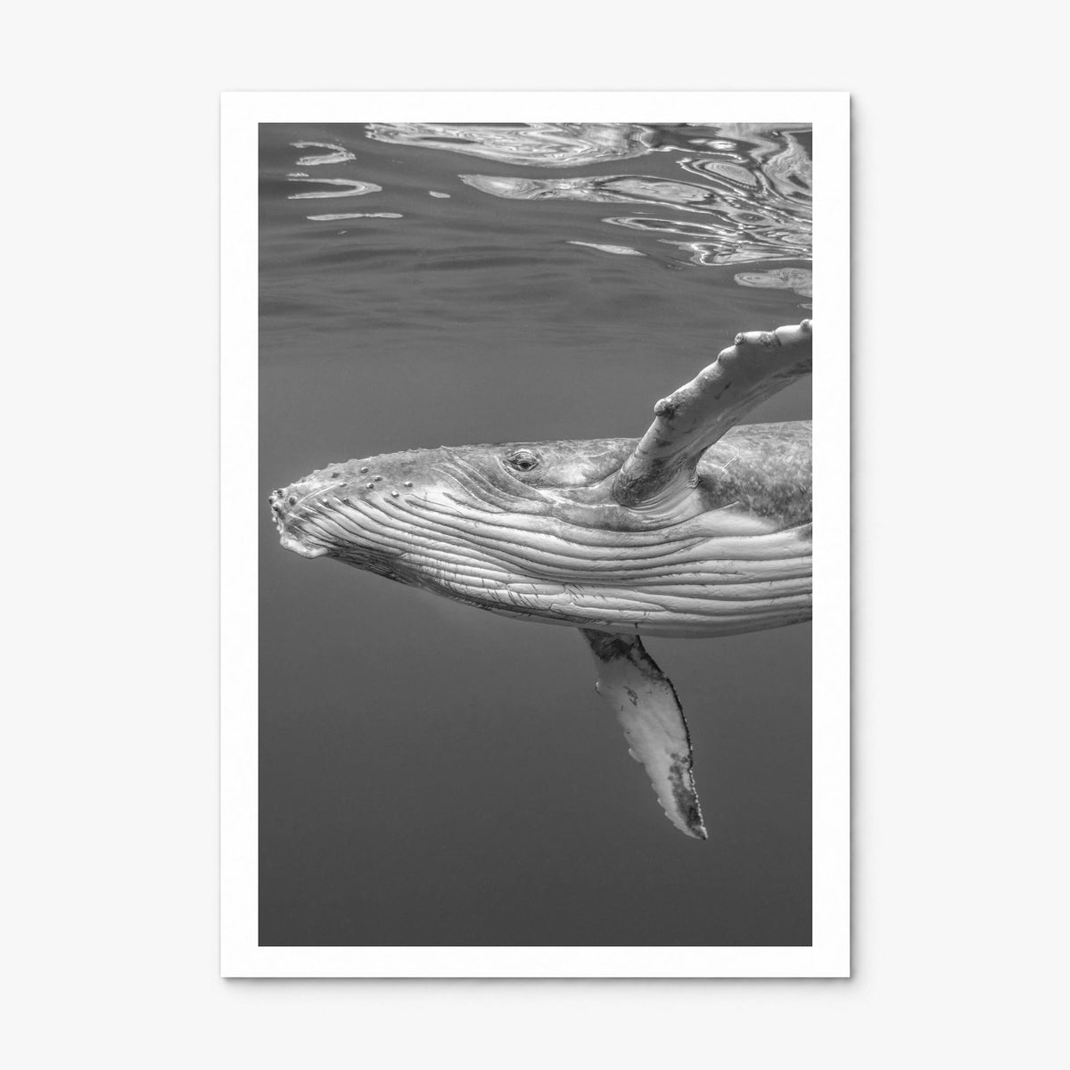 Whale Photo No 1 Poster, print only (unframed), white border