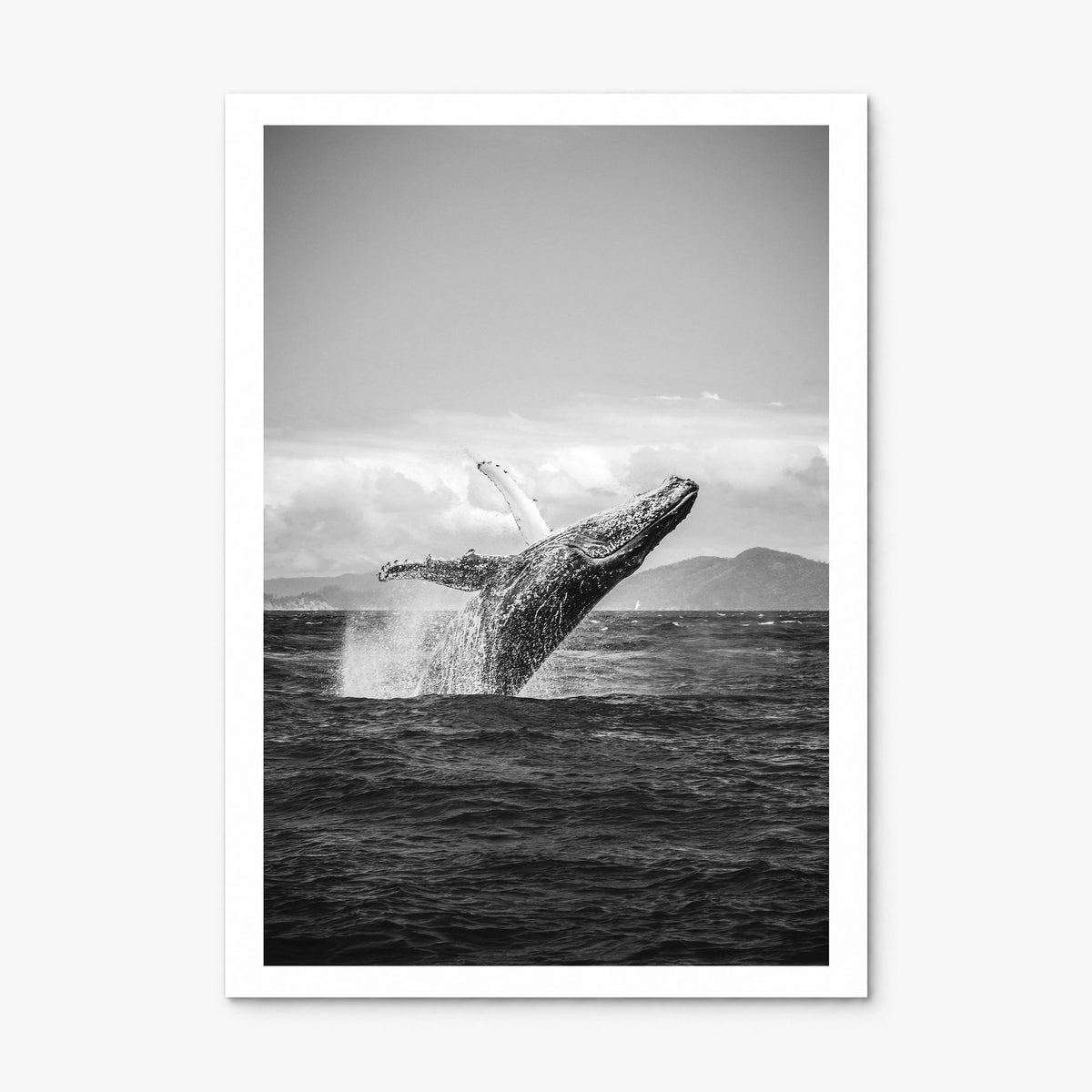 Whale Photo No 2 Poster, print only (unframed), white border