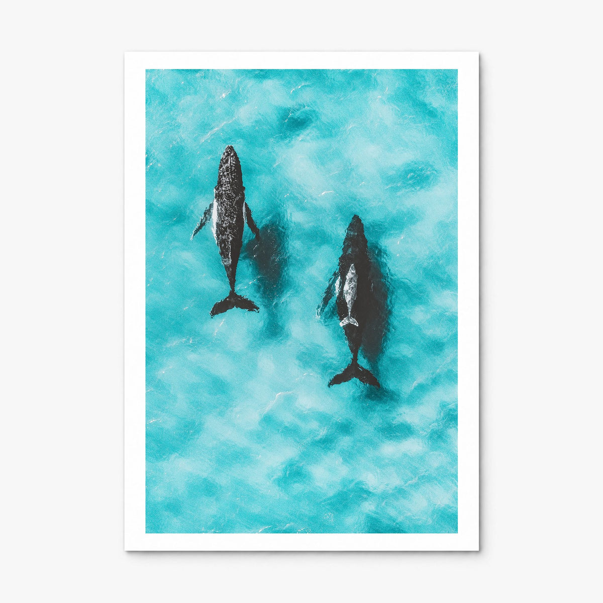 Whale Photo No 1 Poster, print only (unframed), white border