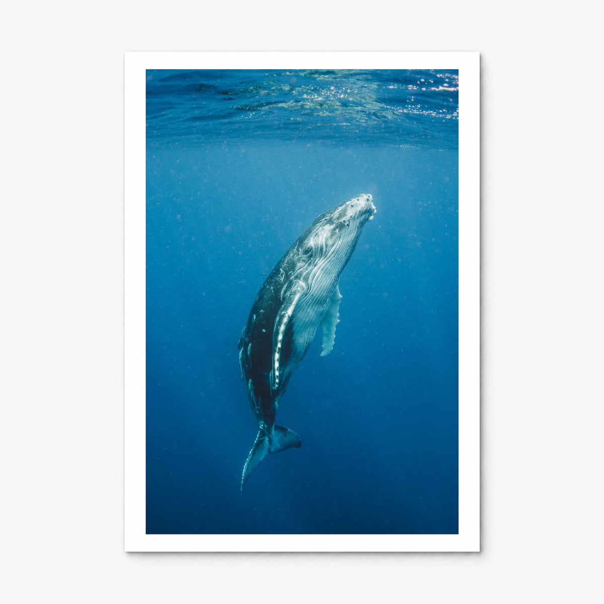 Whale Photo No 2 Poster, print only (unframed), white border