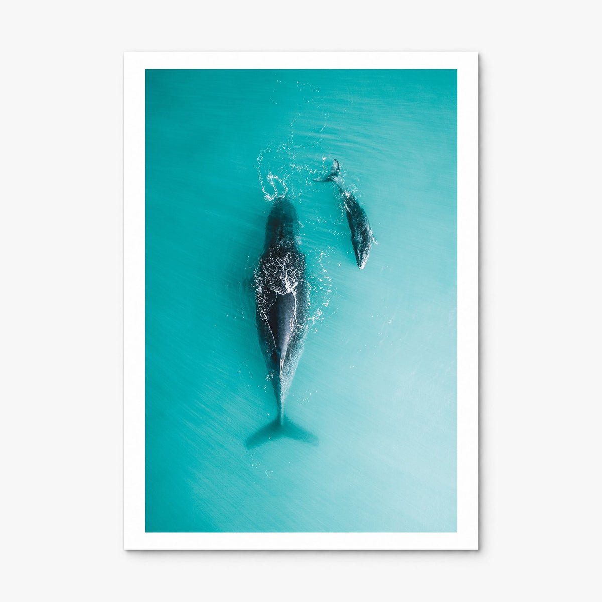Whale Photo No 3 Poster, print only (unframed), white border