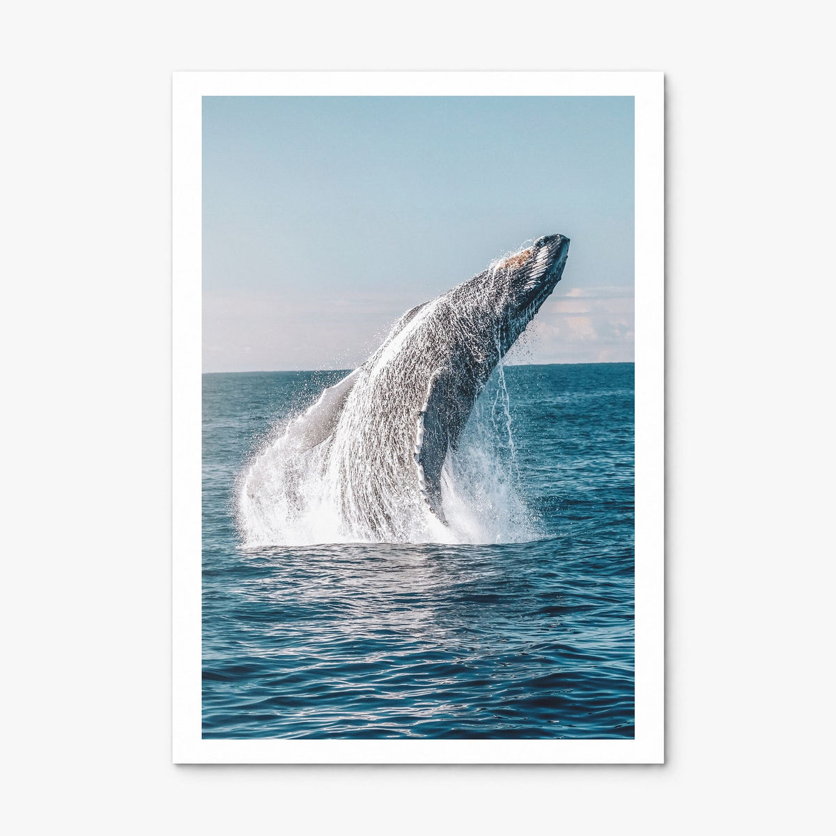 Whale Photo No 5 Poster, print only (unframed), white border