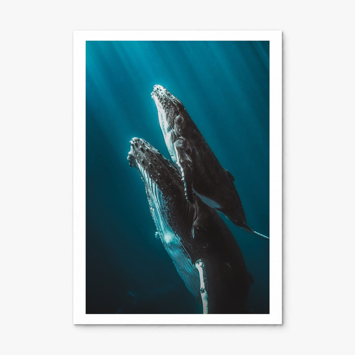 Whale Photo No 6 Poster, print only (unframed), white border