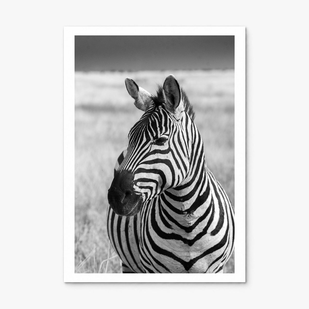 Zebra Photo No 1 Poster, print only (unframed), white border
