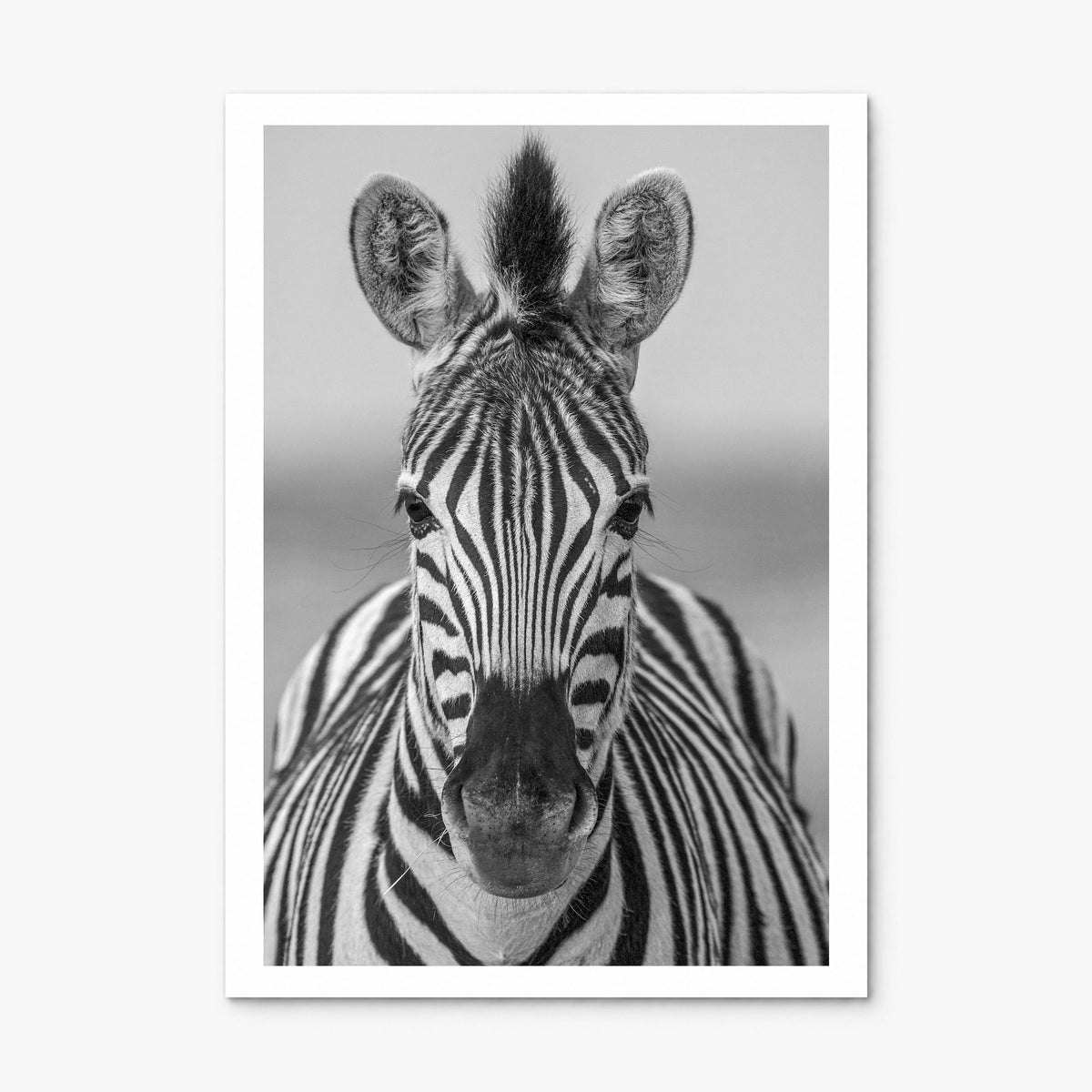 Zebra Photo No 3 Poster, print only (unframed), white border