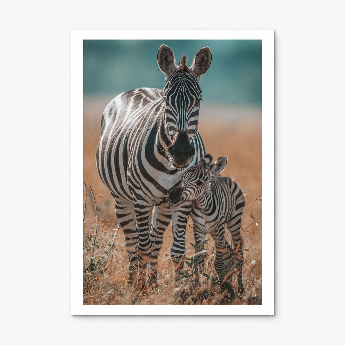 Zebra Photo No 1 Poster, print only (unframed), white border