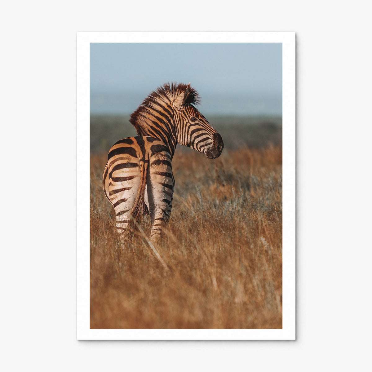 Zebra Photo No 2 Poster, print only (unframed), white border