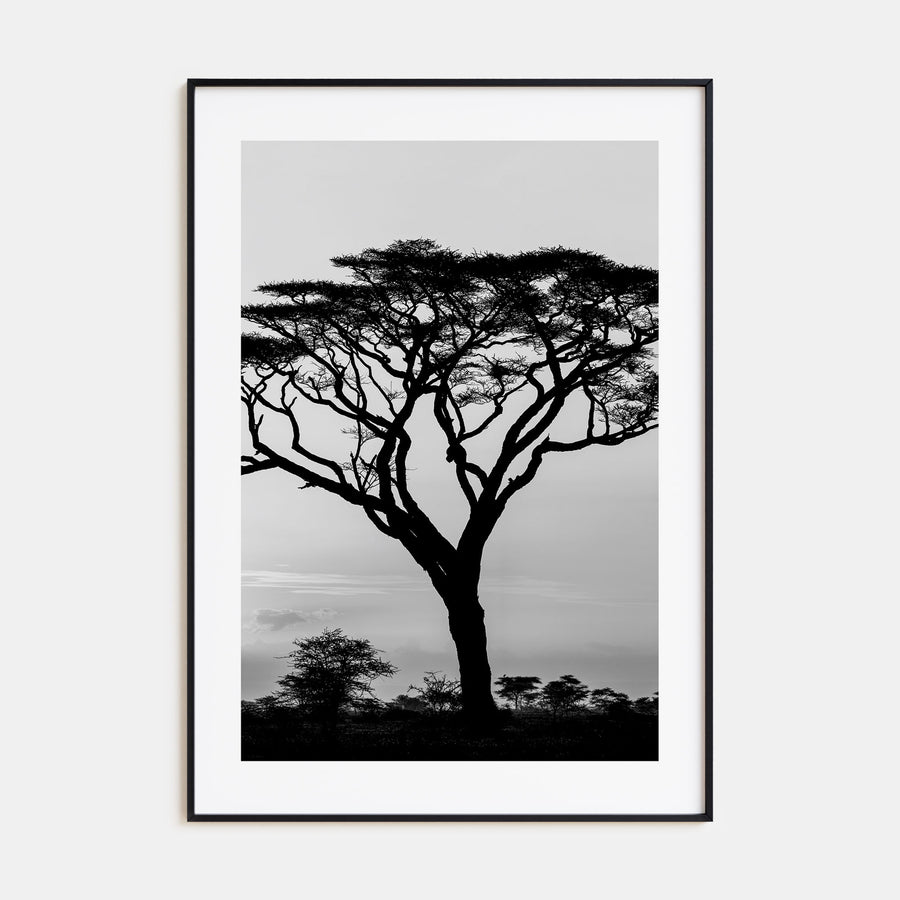 Acacia Tree Photo B&W Poster