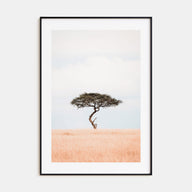 Acacia Tree Photo Color No 1 Poster