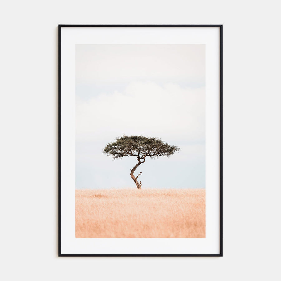 Acacia Tree Photo Color No 1 Poster