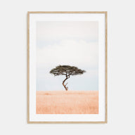 Acacia Tree Photo Color No 1 Poster