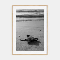 Baby Turtle Photo B&W Poster