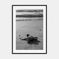 Baby Turtle Photo B&W Poster