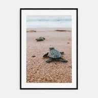 Baby Turtles Photo Color No 2 Poster