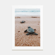 Baby Turtles Photo Color No 2 Poster