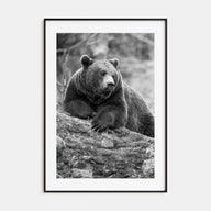 Bear Photo B&W No 1 Poster