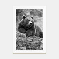 Bear Photo B&W No 1 Poster