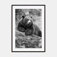 Bear Photo B&W No 1 Poster