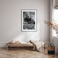 Bear Photo B&W No 1 Poster