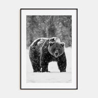Bear Photo B&W No 2 Poster