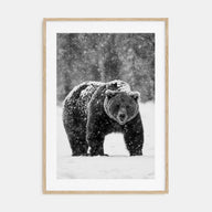 Bear Photo B&W No 2 Poster
