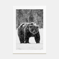 Bear Photo B&W No 2 Poster