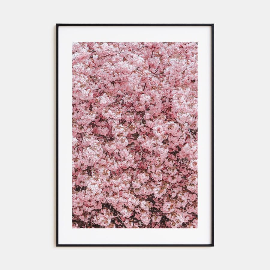 Cherry Blossoms Photo Color No 2 Poster