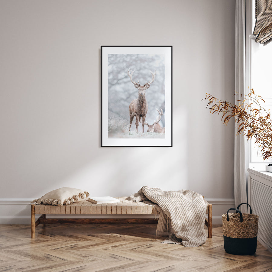 Deer Photo Color No 3 Poster
