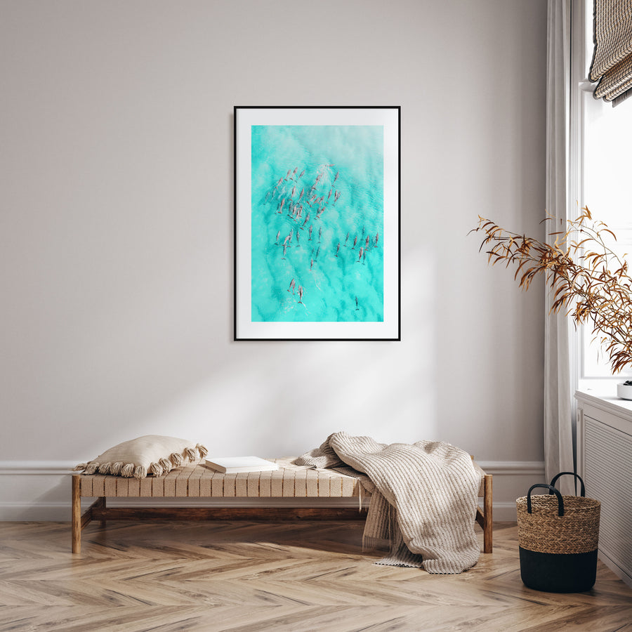 Dolphin Swimming Photo Color Poster