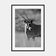 Gazella Photo B&W Poster