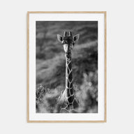 Giraffe Photo B&W No 1 Poster