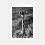 Giraffe Photo B&W No 1 Poster