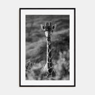 Giraffe Photo B&W No 1 Poster