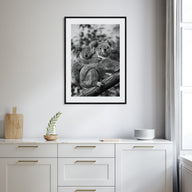 Koala Photo B&W No 1 Poster
