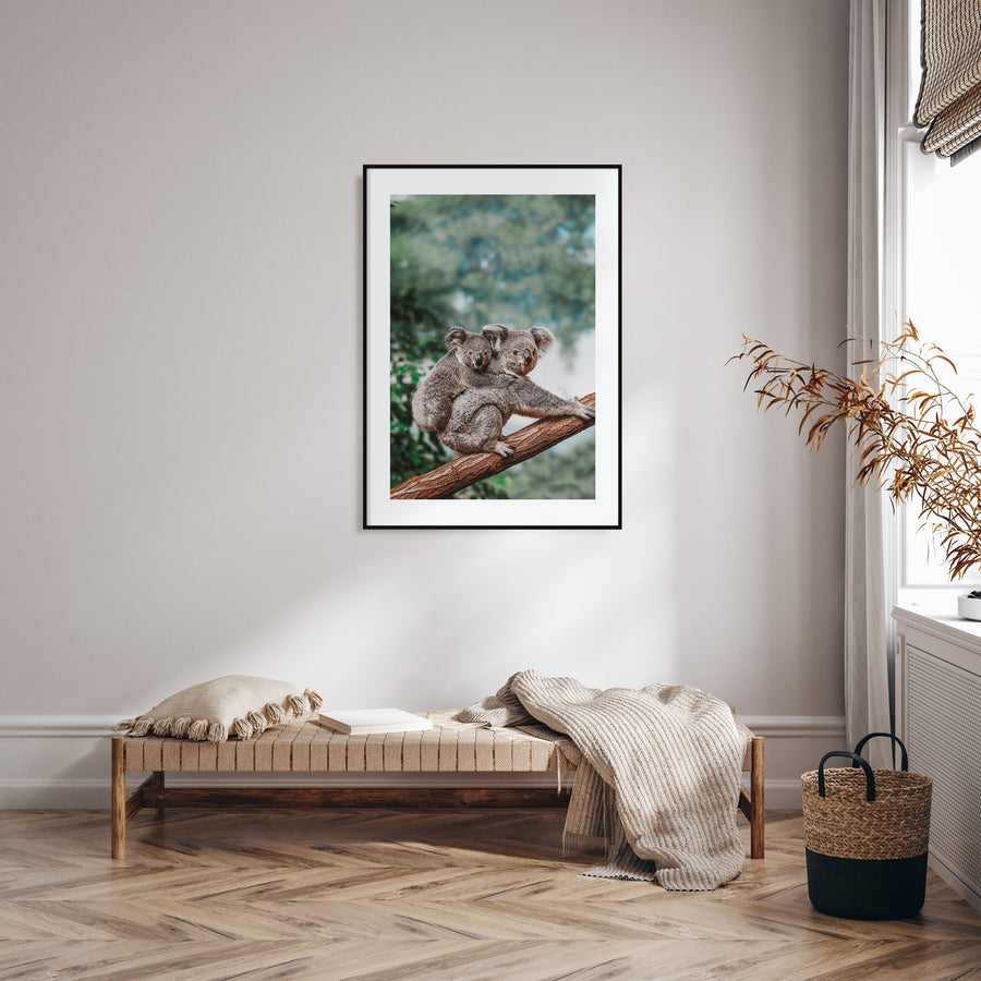 Koala Photo Color Poster